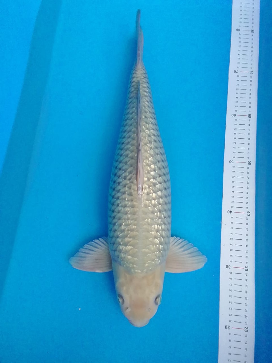 Juara 1