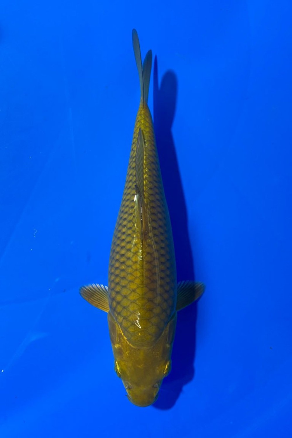 Juara 3