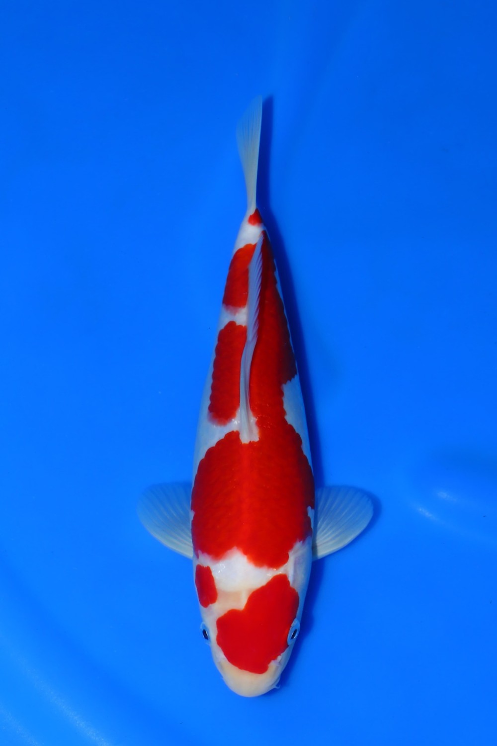 Juara 3