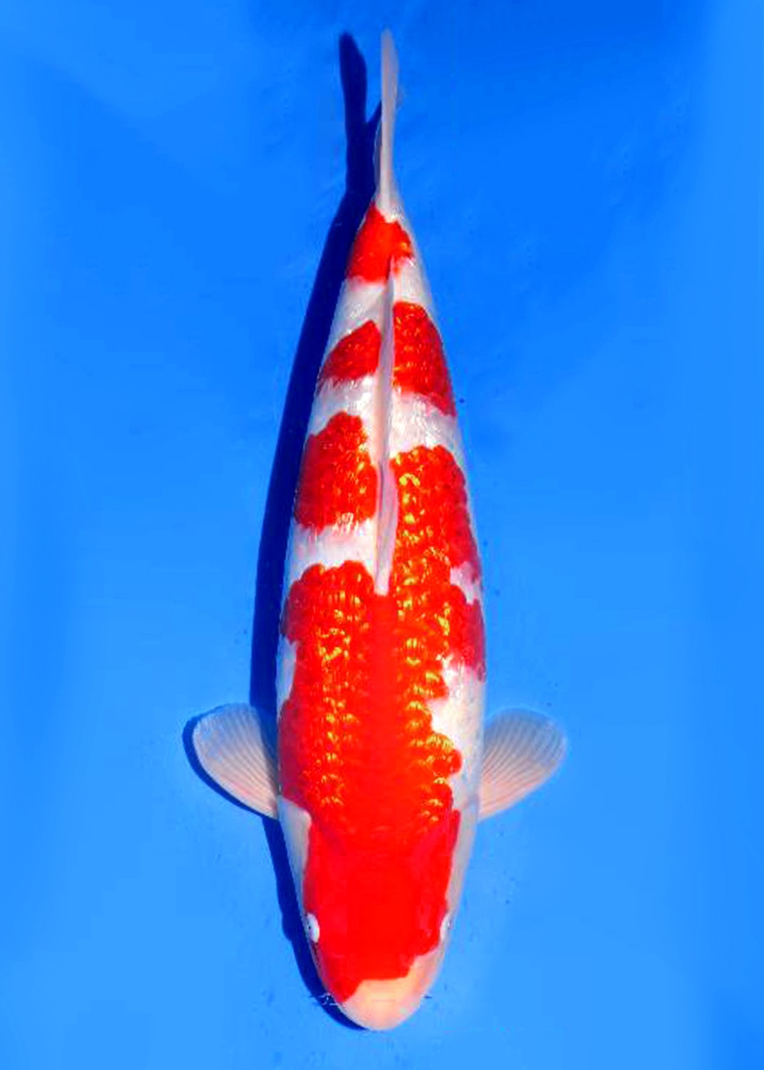 Juara 1