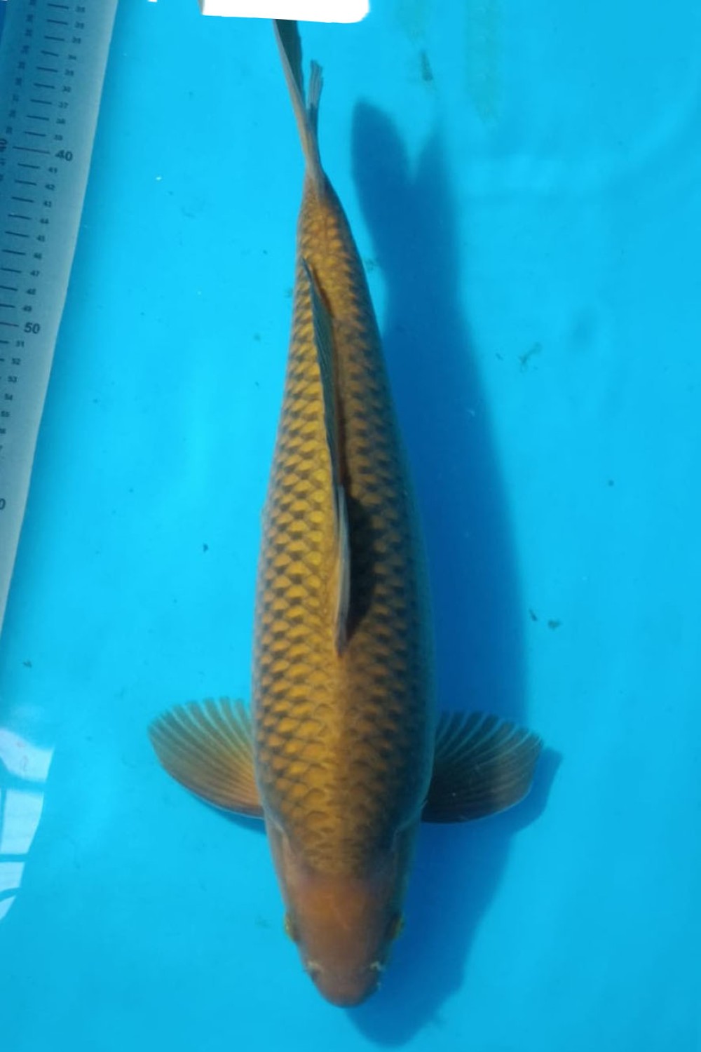 Juara 2