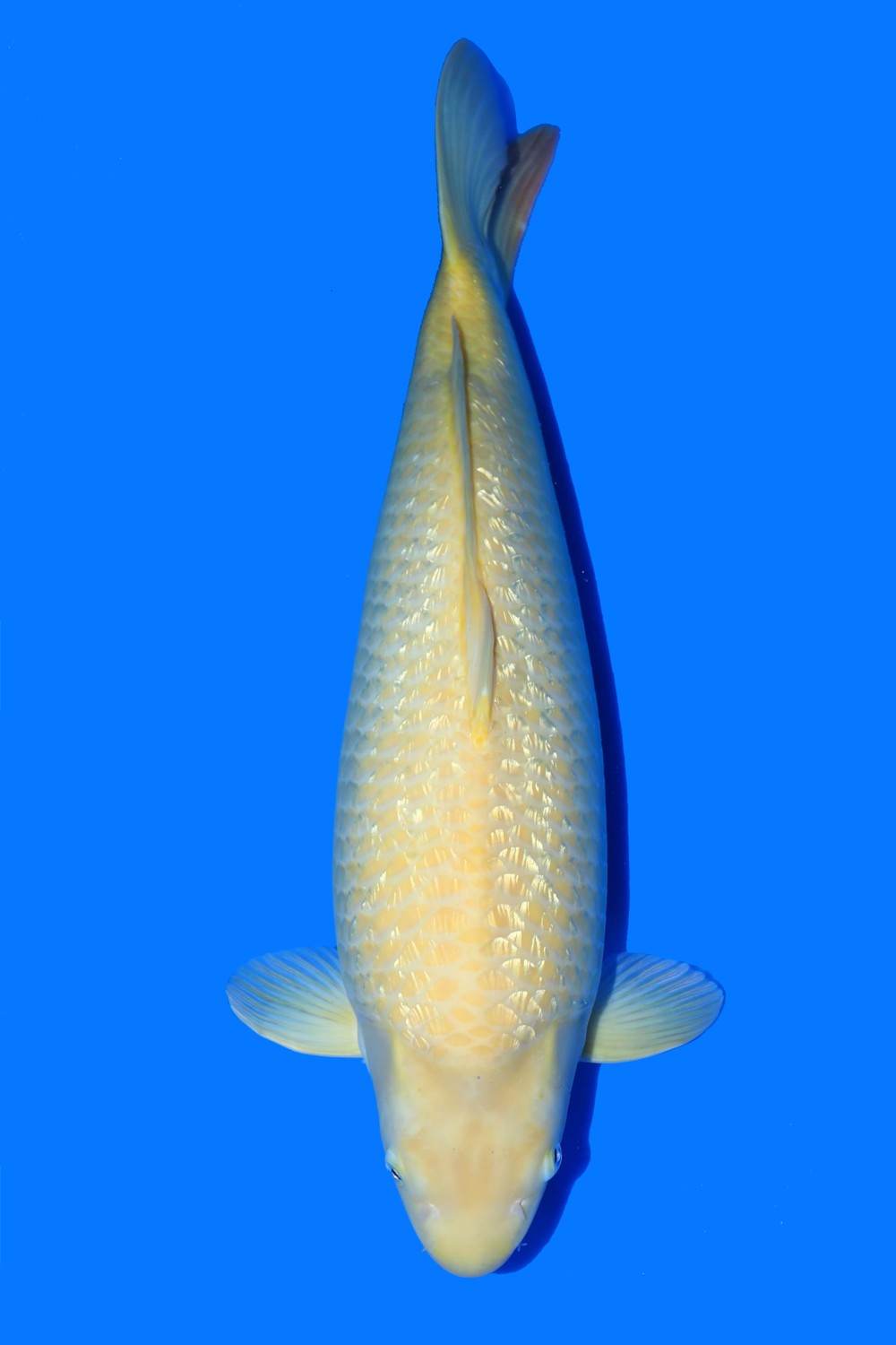 Juara 1