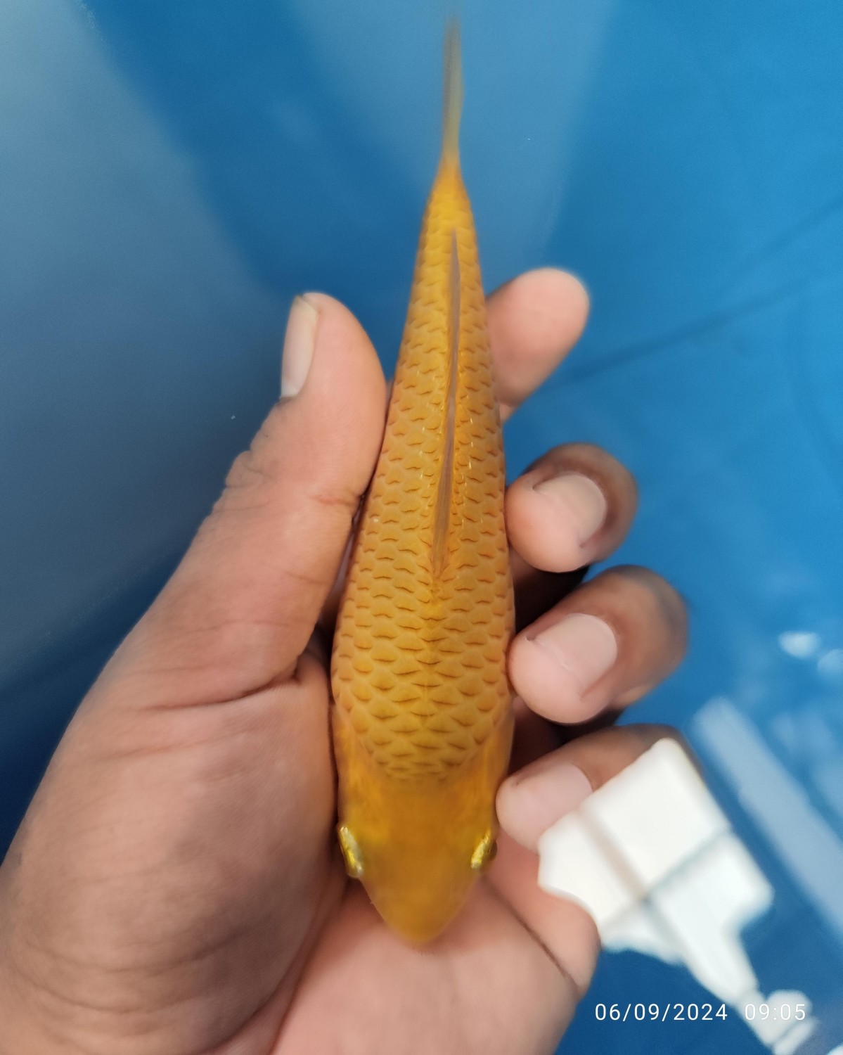 Juara 3