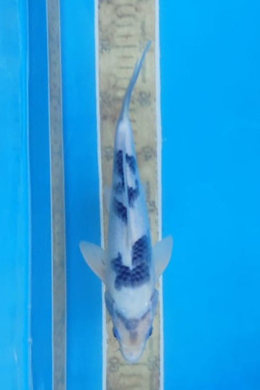 Juara 3
