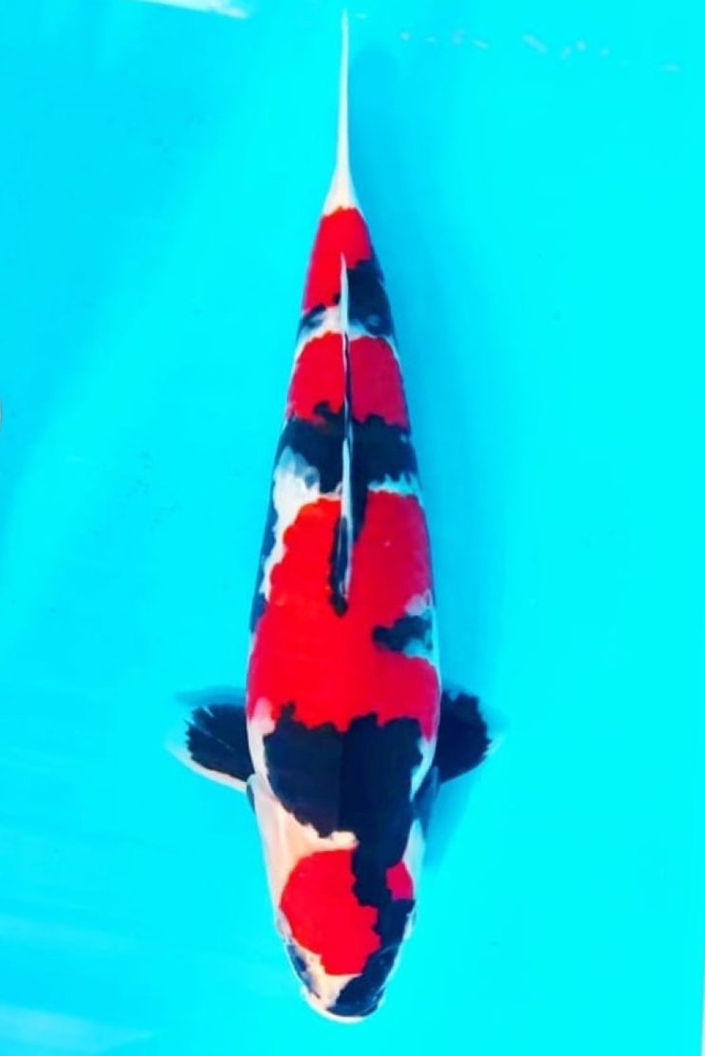 Juara 2