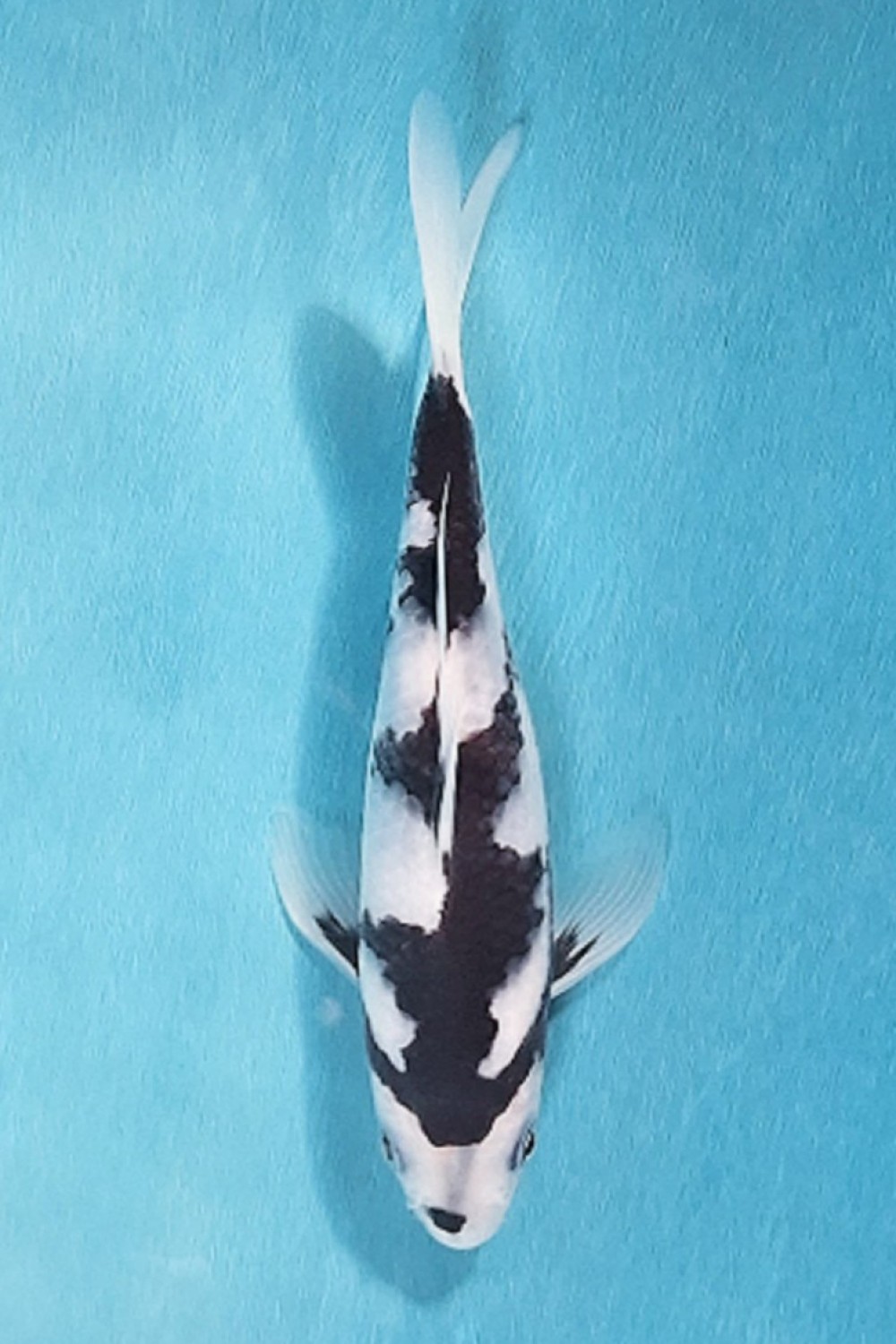Best In Size B 13 - 15 cm