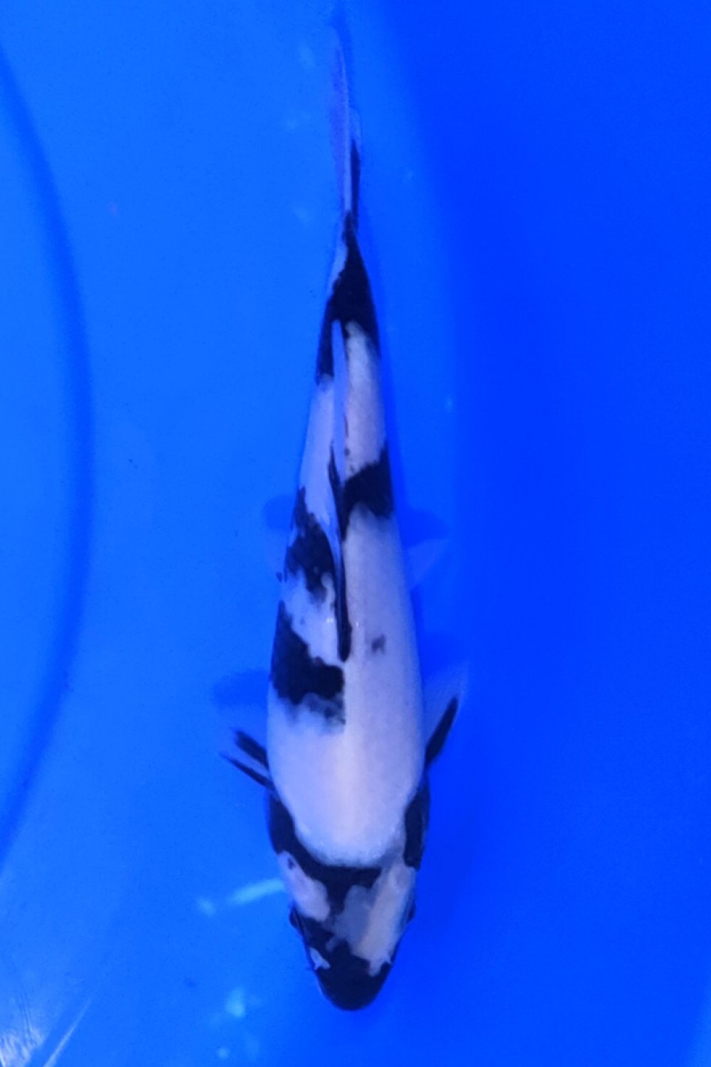 Juara 2