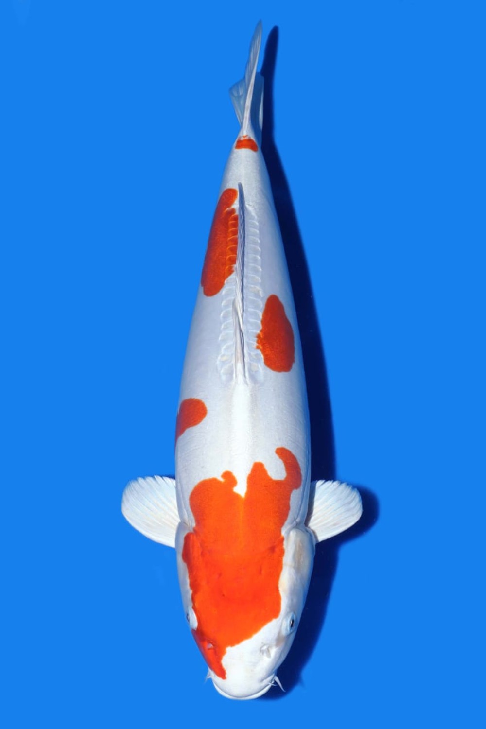 Juara 1