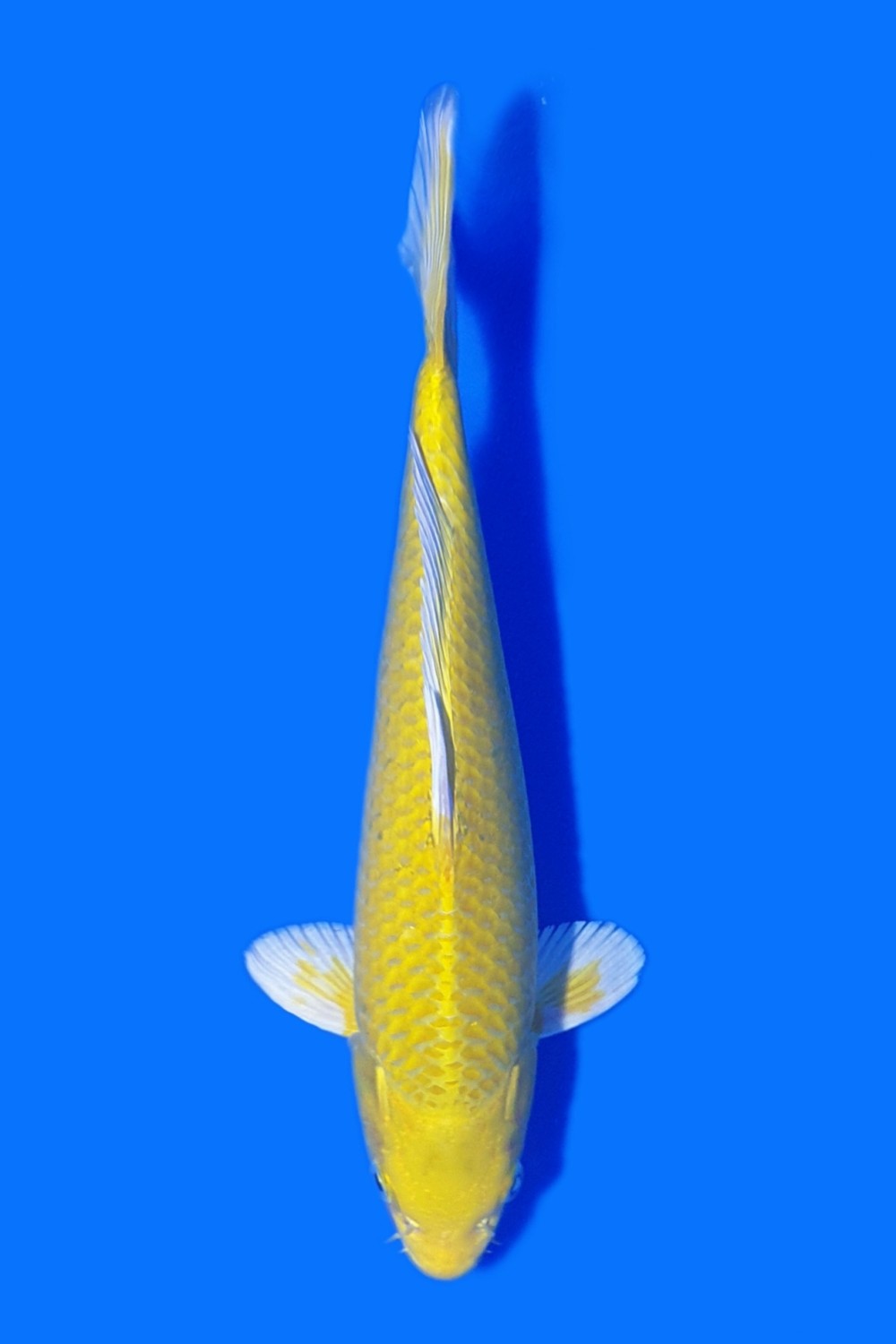 Juara 2