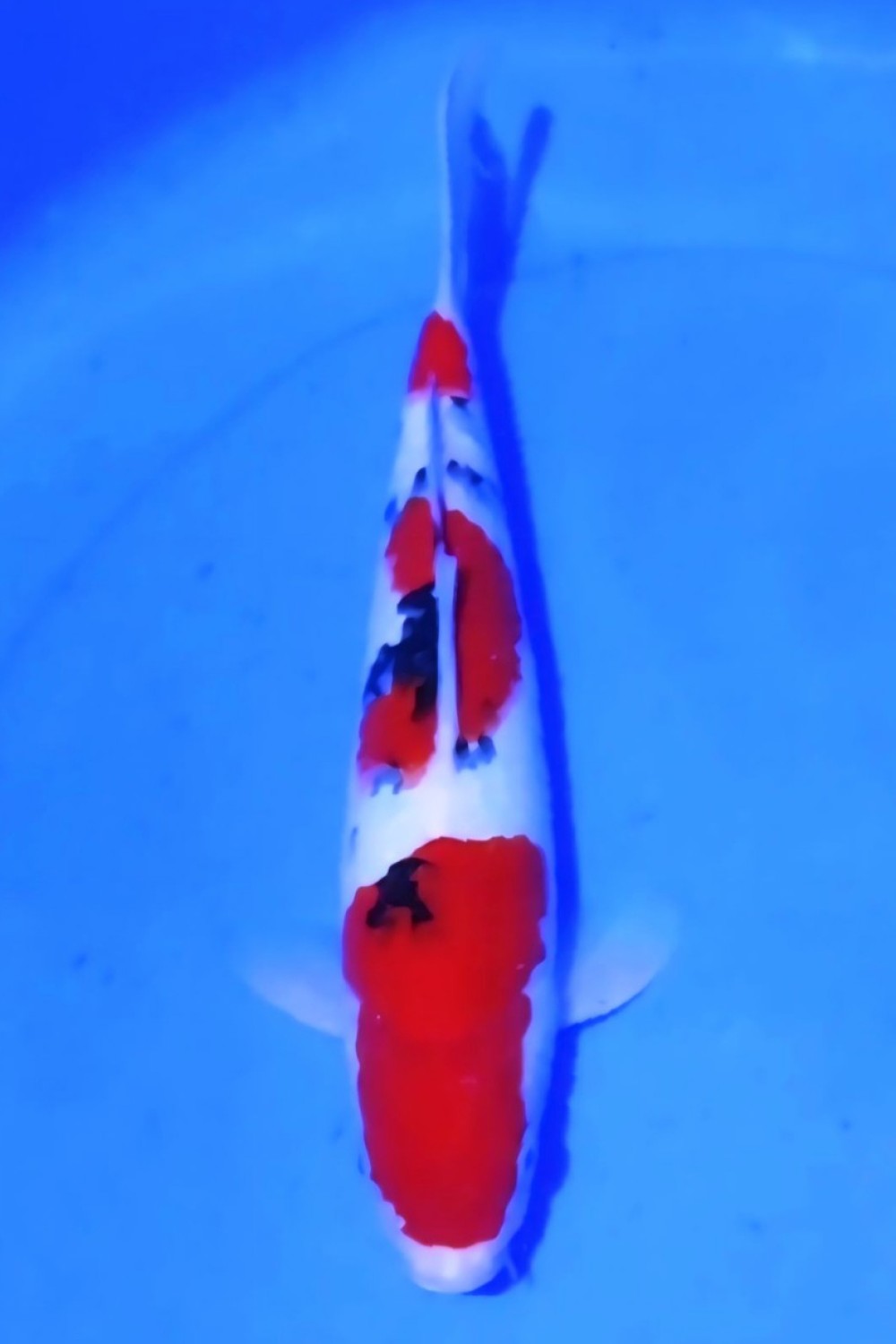 Juara 2