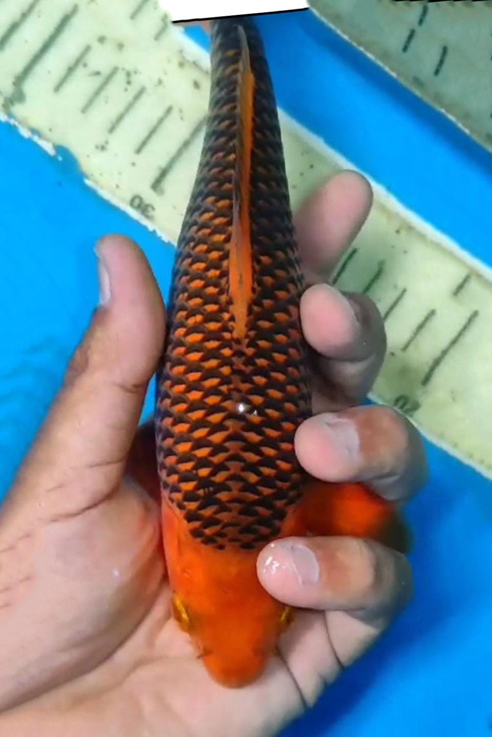 Best In Size E 21 - 25 cm