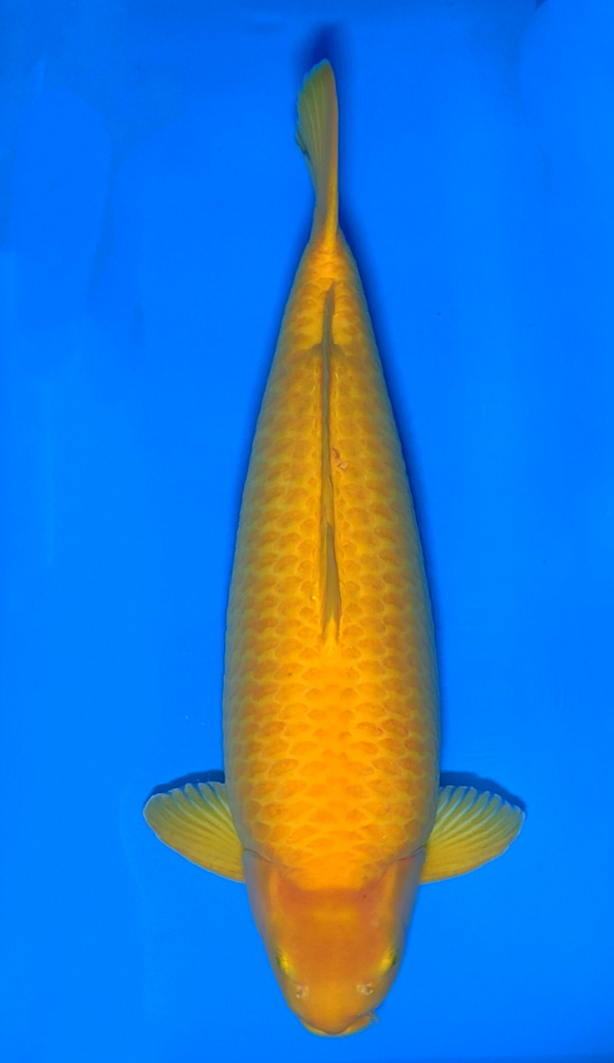 Juara 2