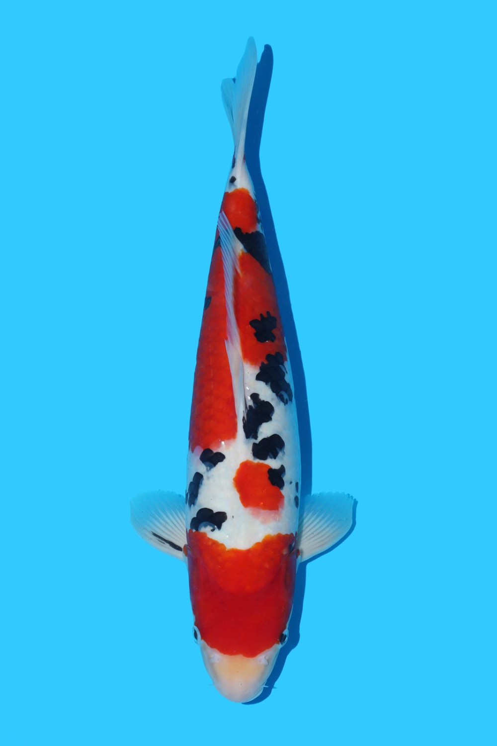 Juara 2