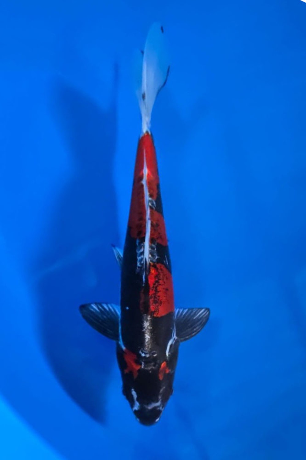 Juara 1