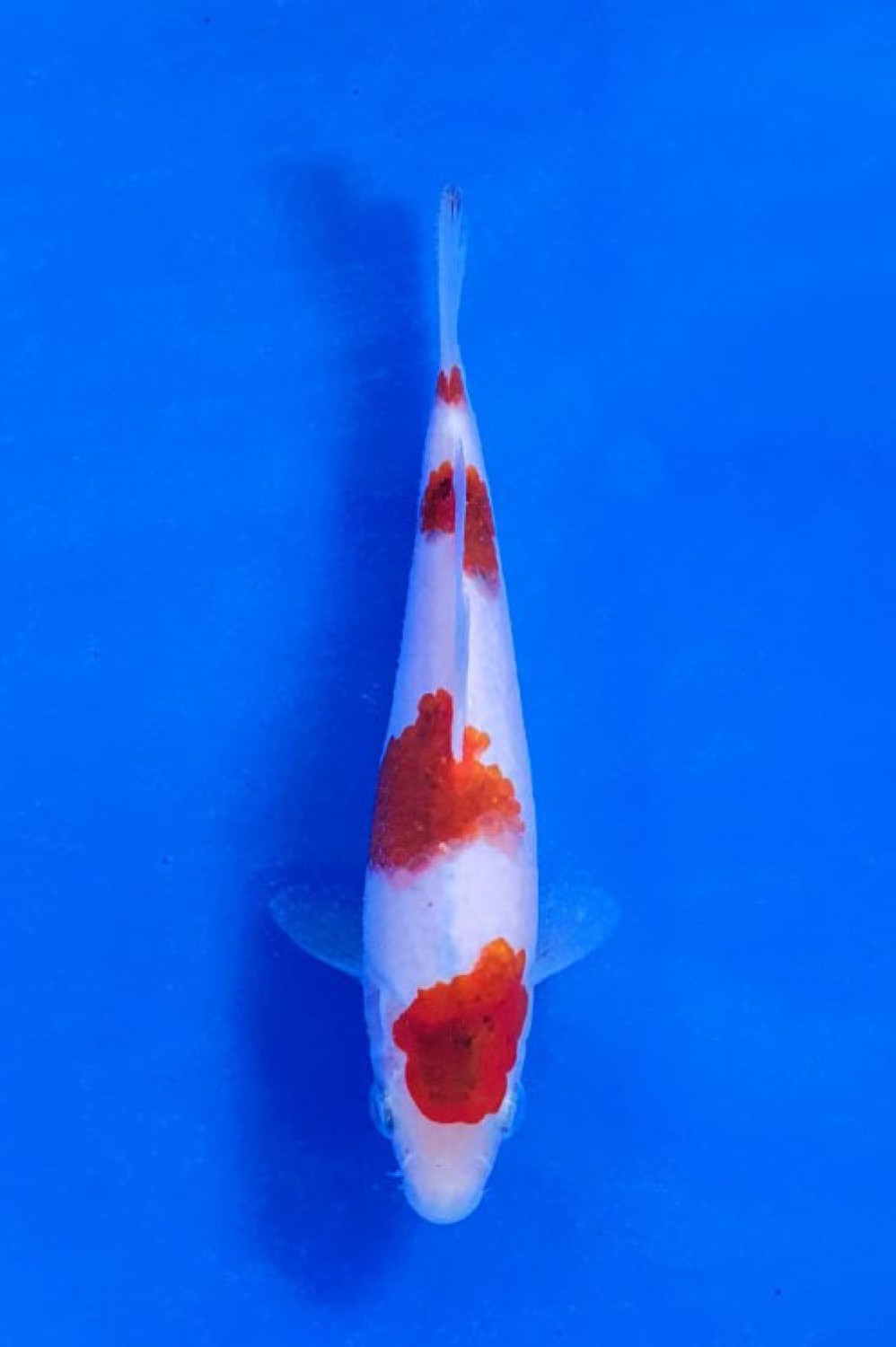 Juara 3