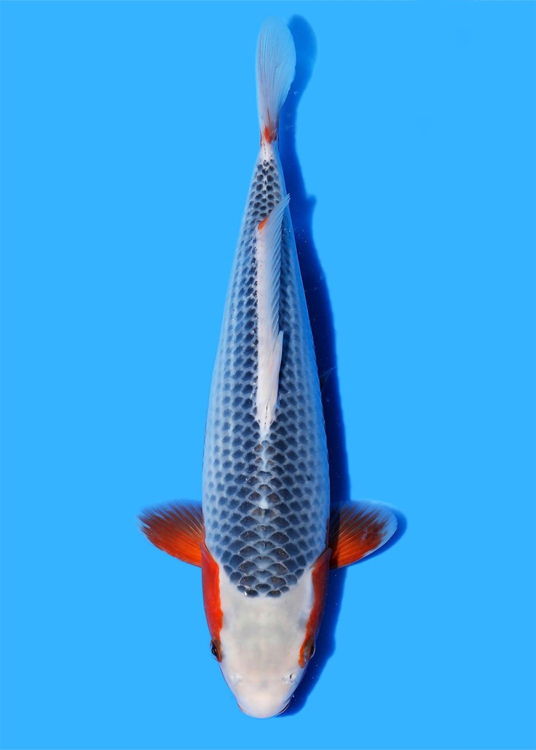 Juara 1