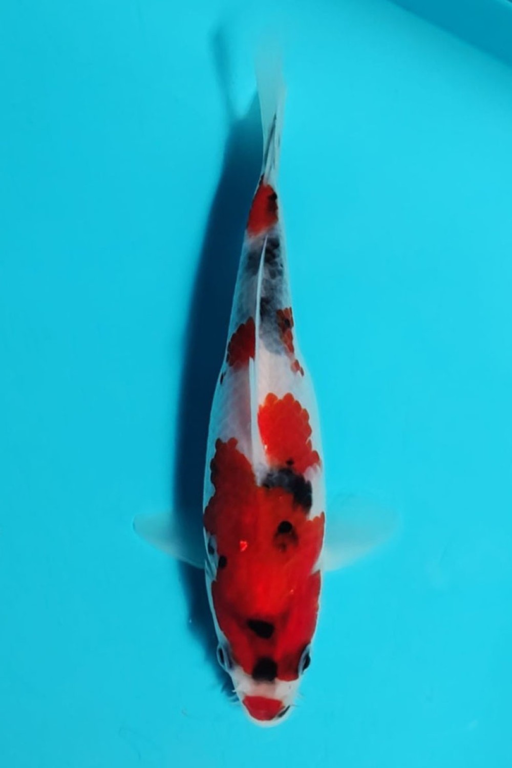 Juara 1