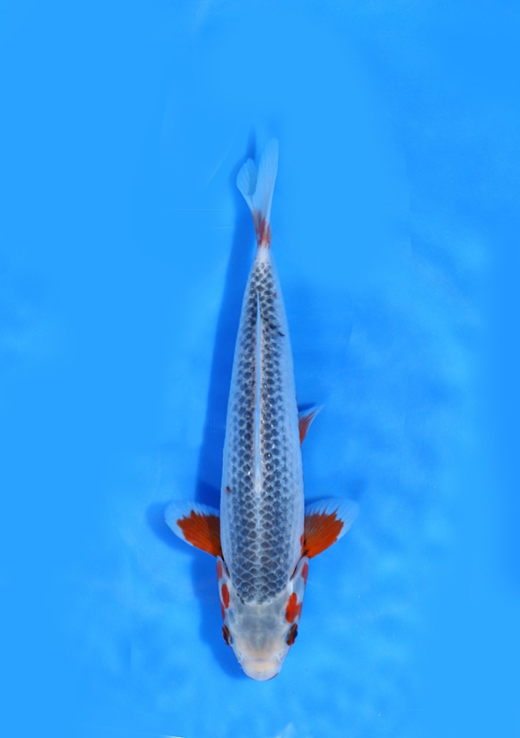 Juara 2