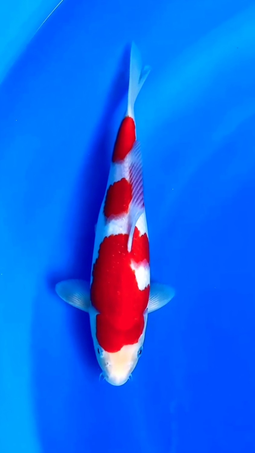 Juara 1