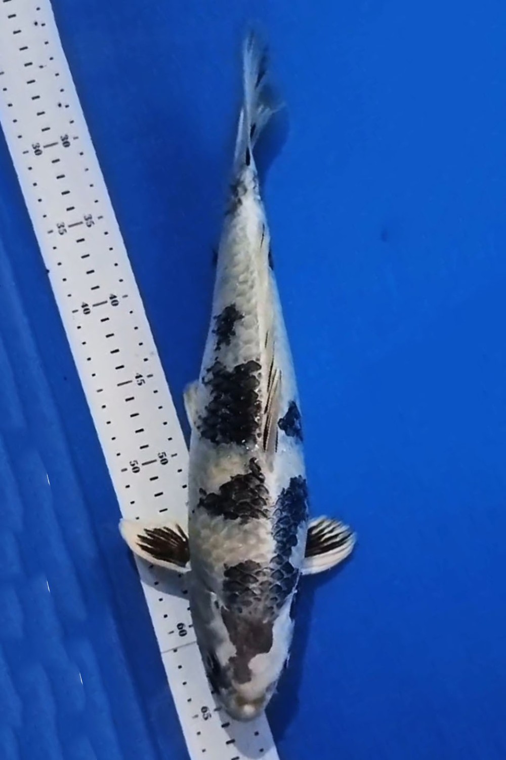 Juara 1