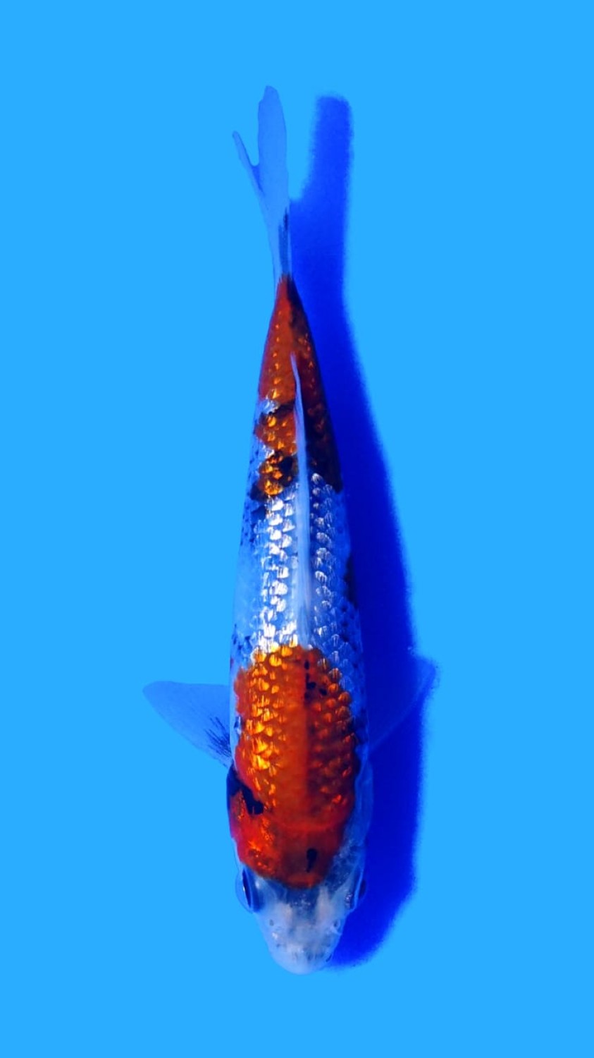 Juara 5