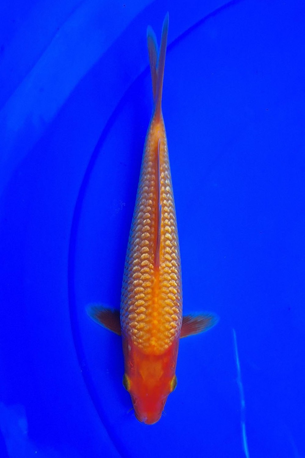 Juara 1