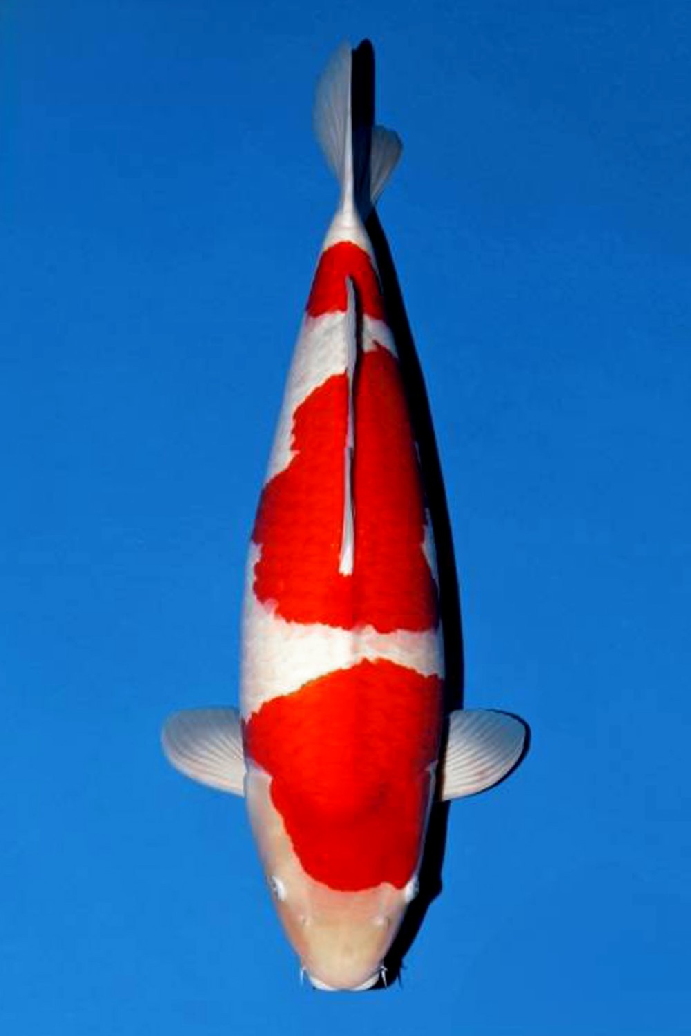 Juara 1