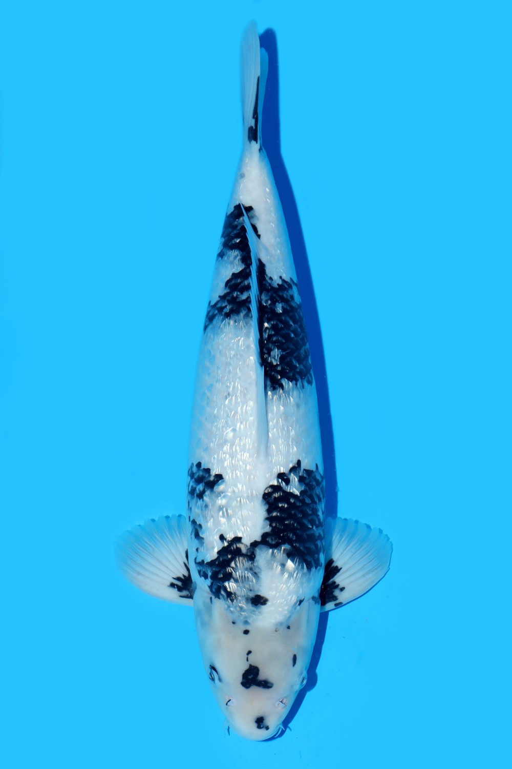 Juara 1