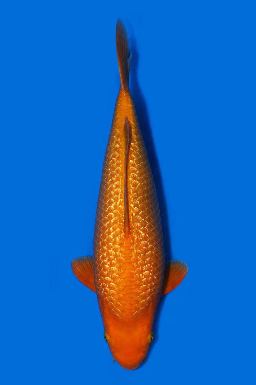 Juara 1