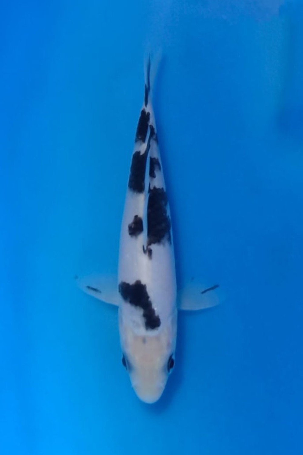 Juara 1