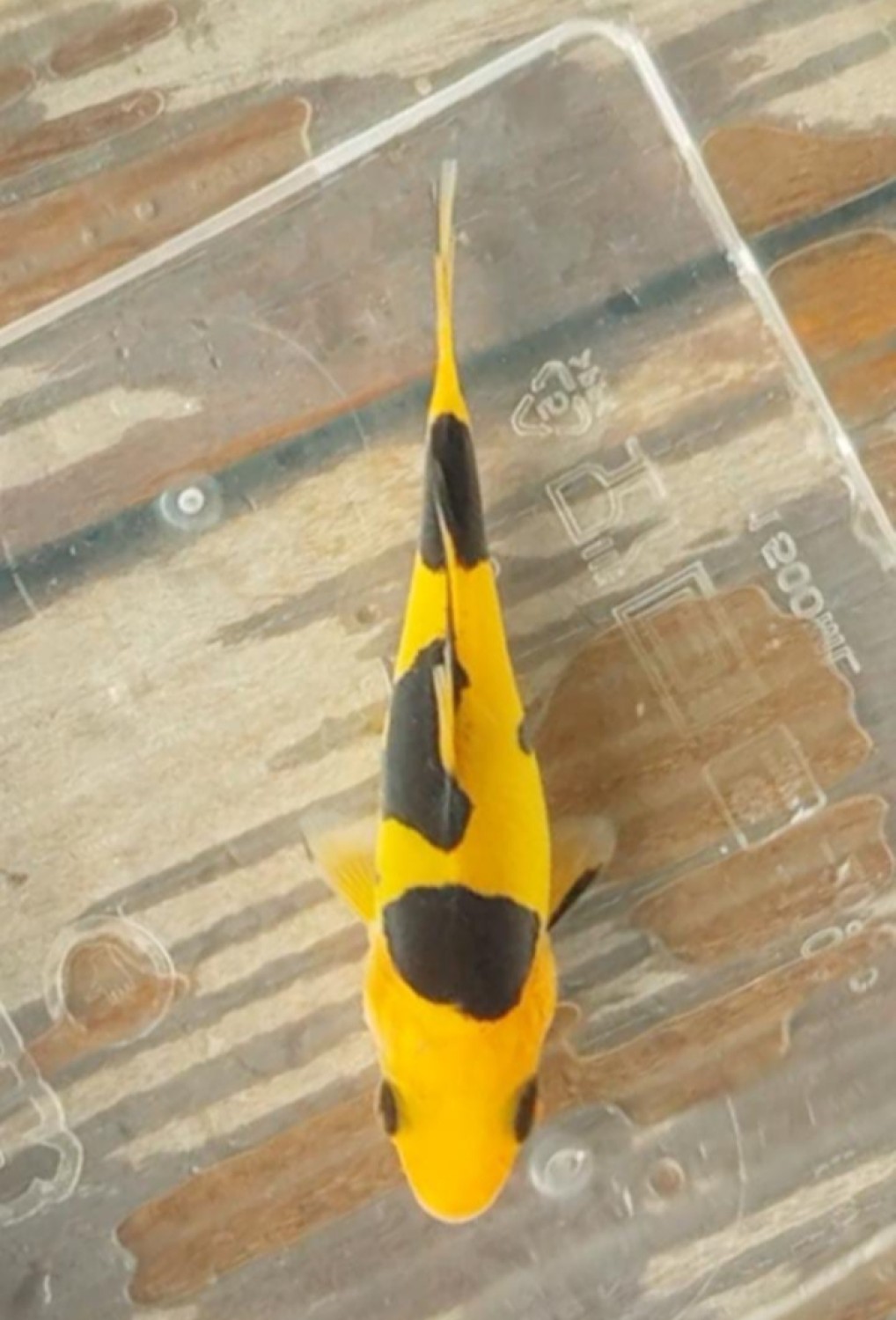 Juara 2