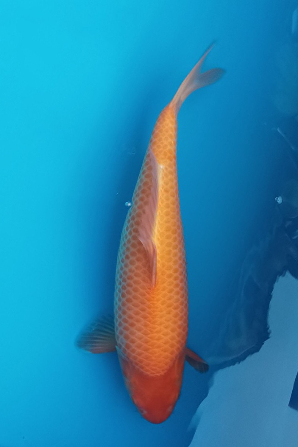 Juara 4
