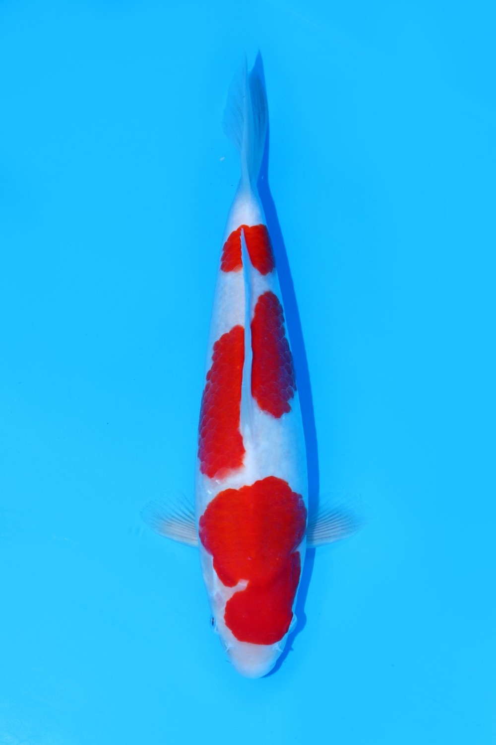 Juara 1