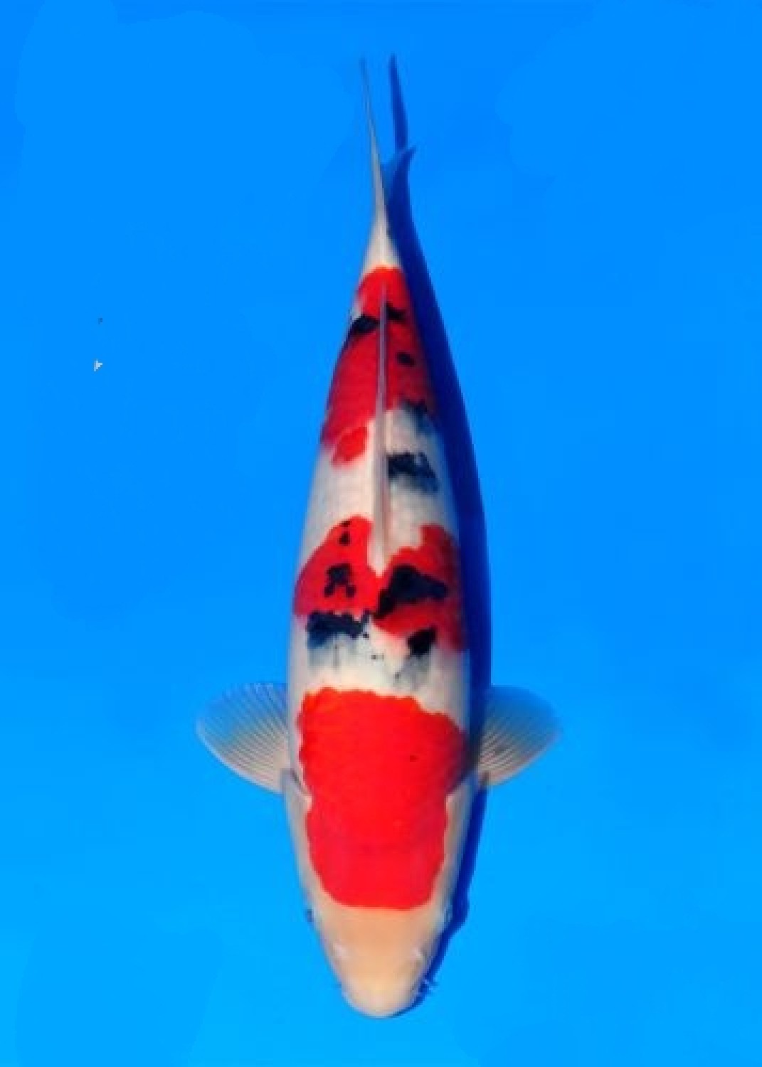 Juara 1
