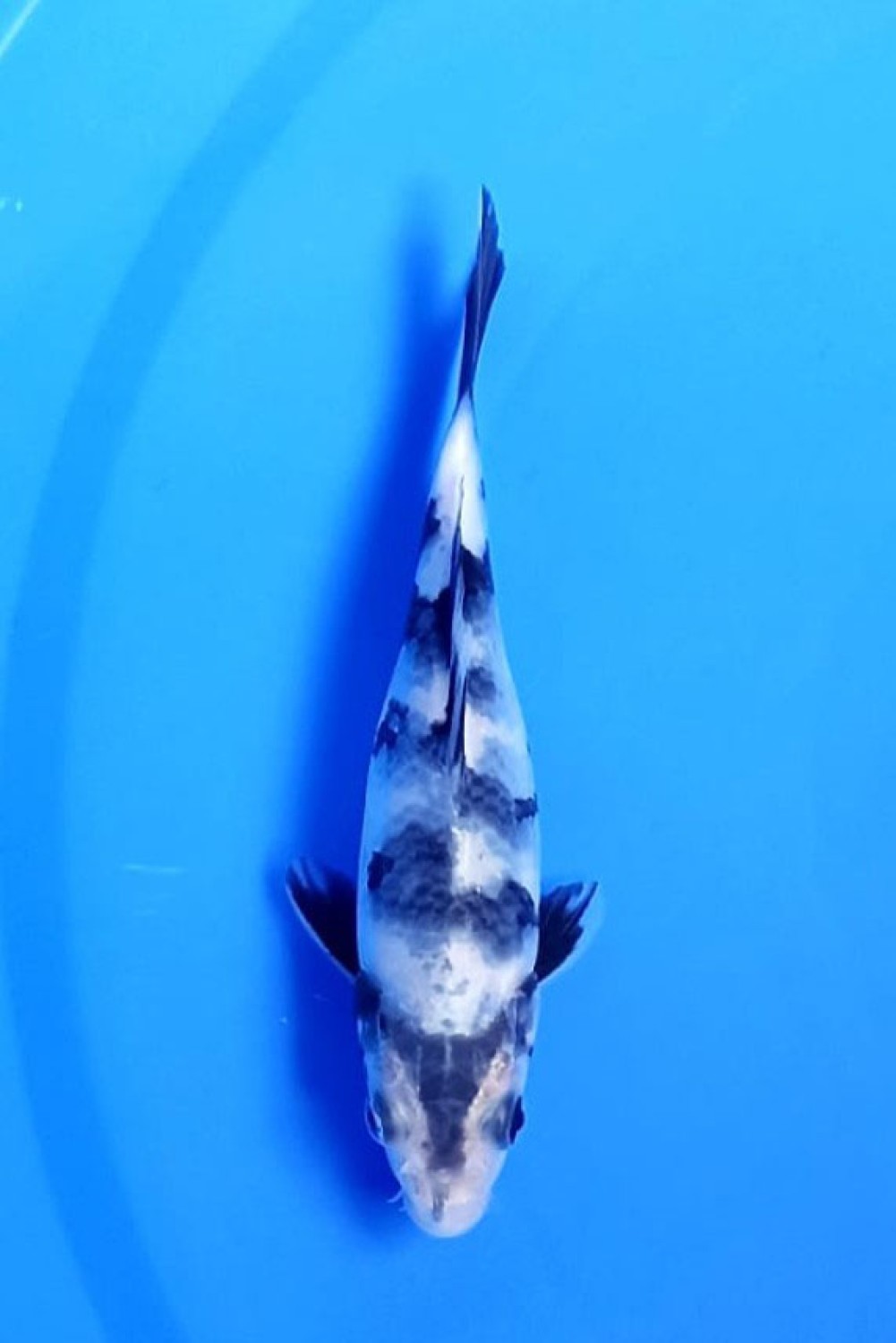 Juara 5