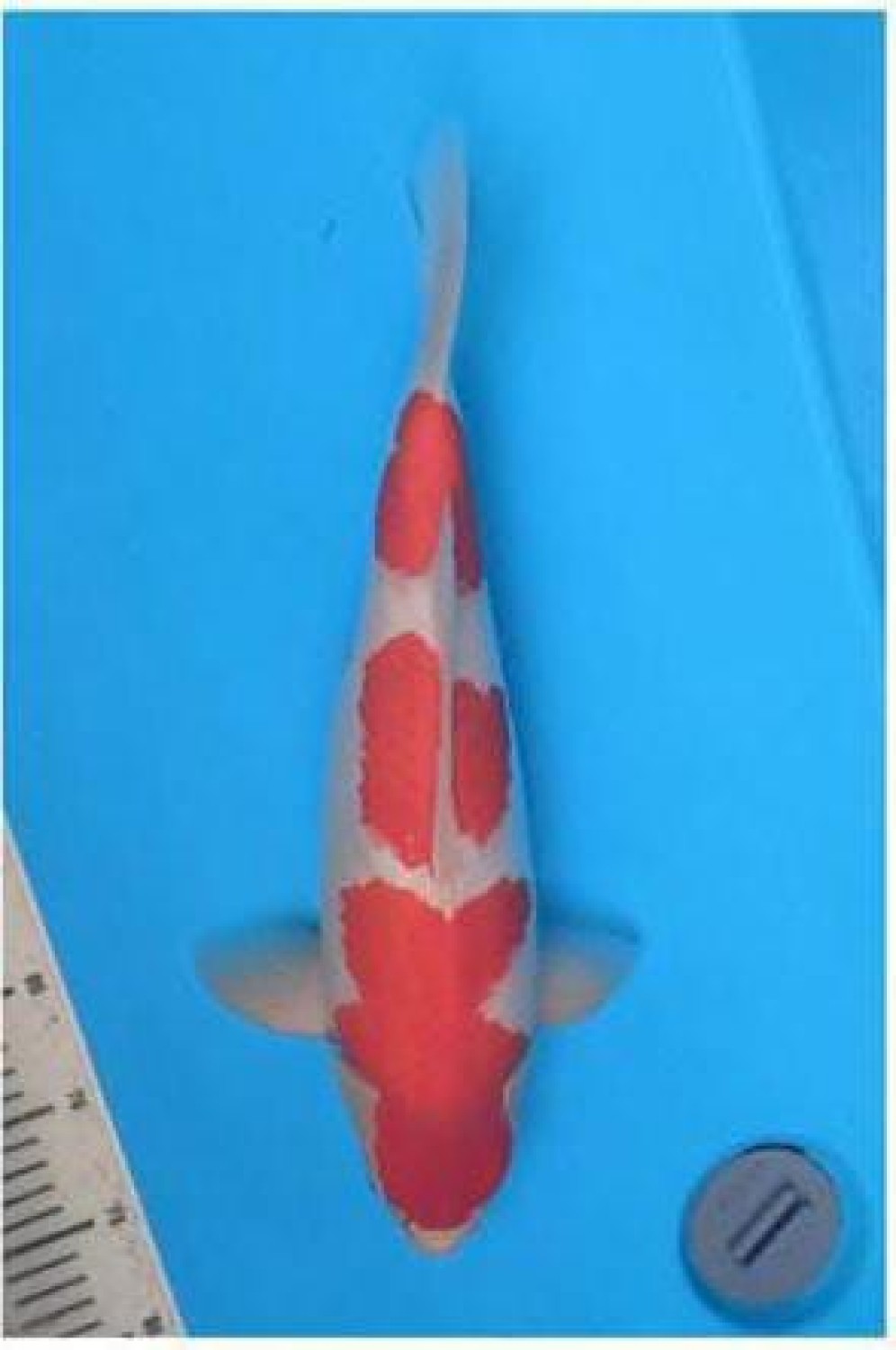 Best In Size A 46 - 50 cm