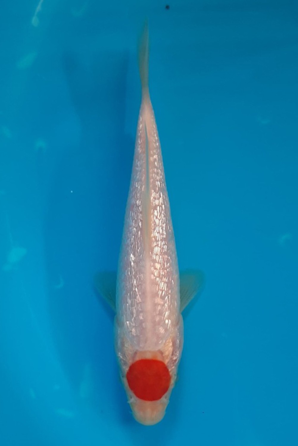 Juara 2