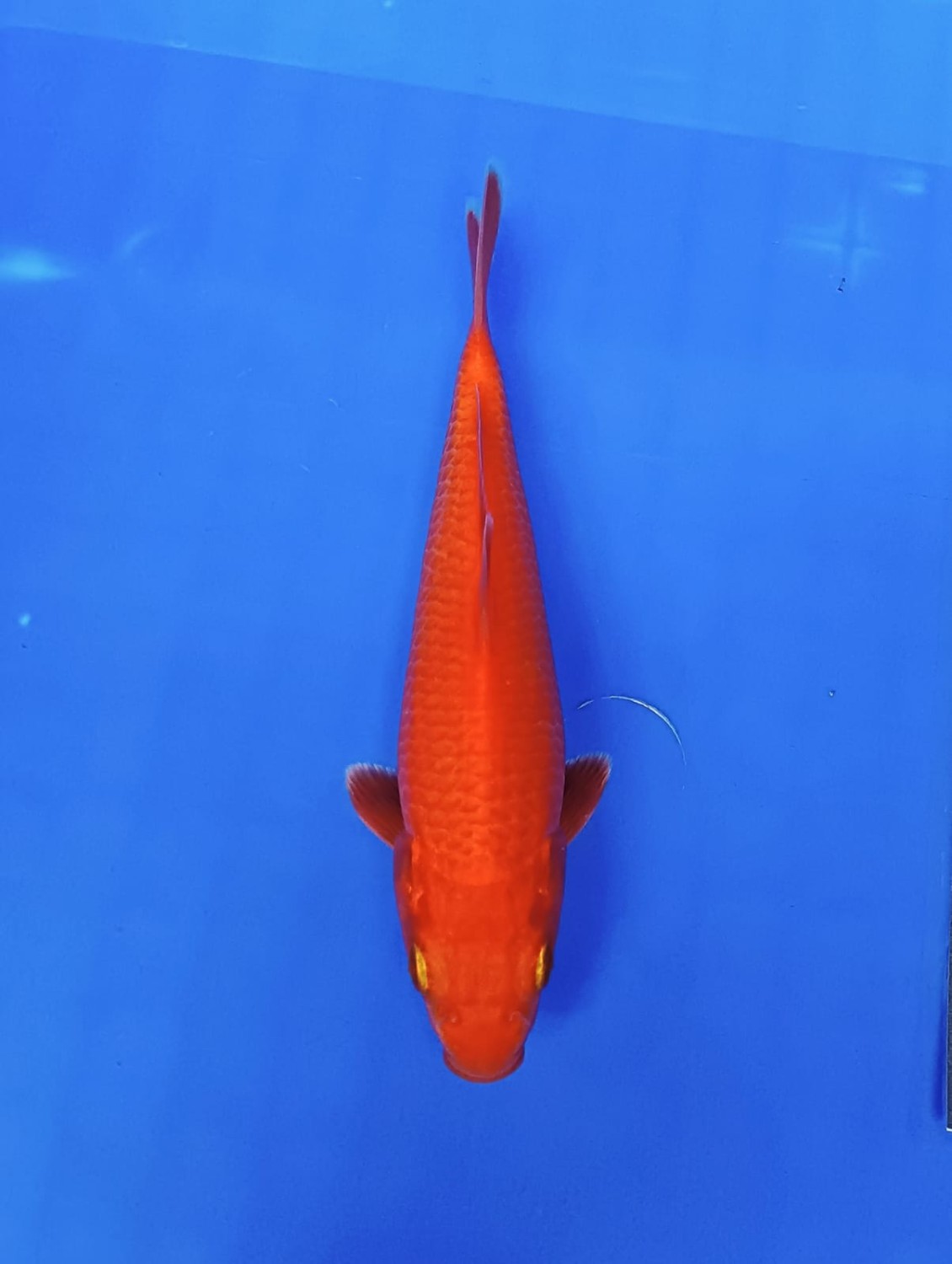 Juara 1