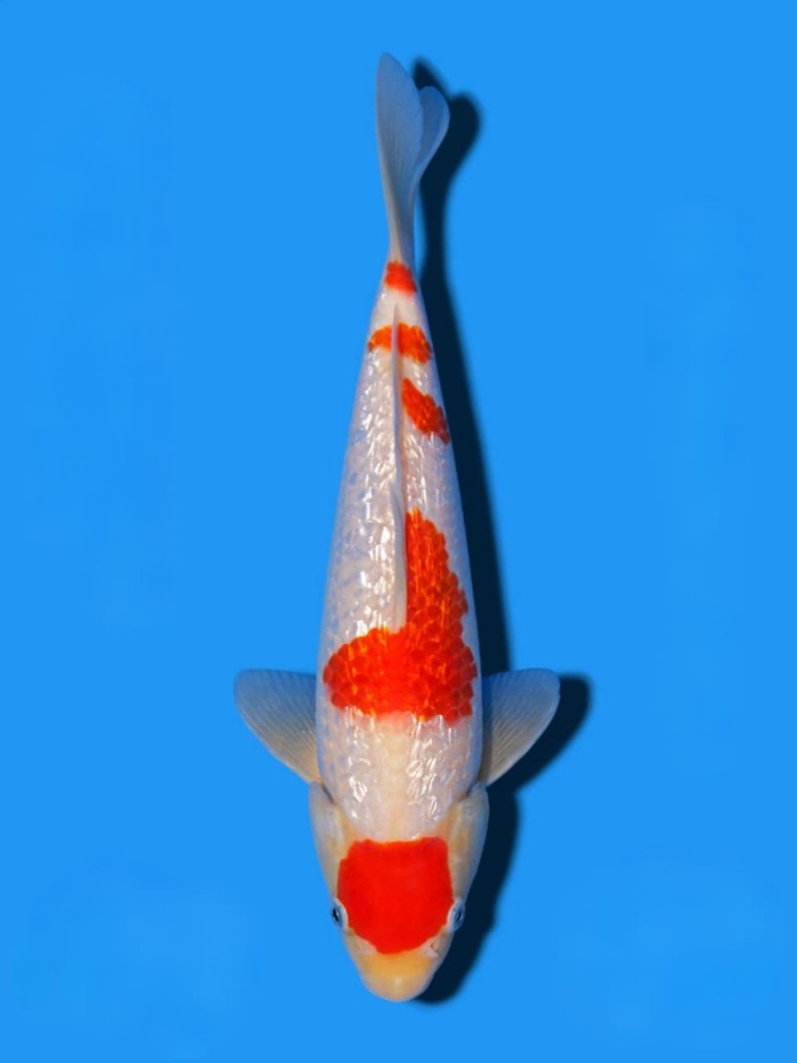 Juara 2