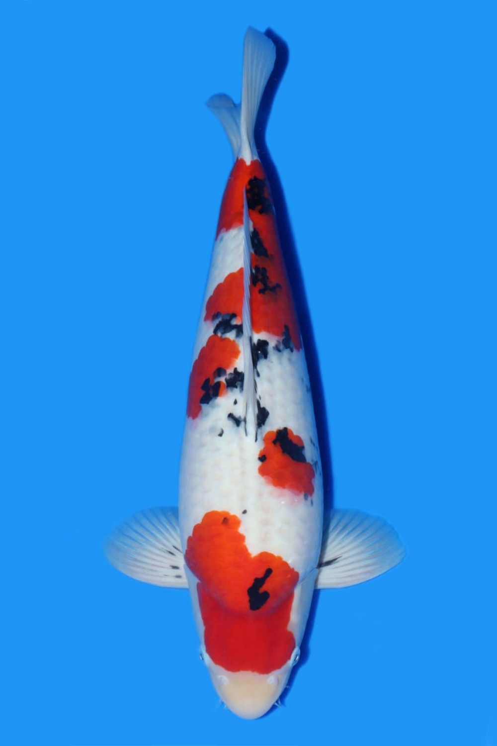 Best In Size F 51 - 55 cm