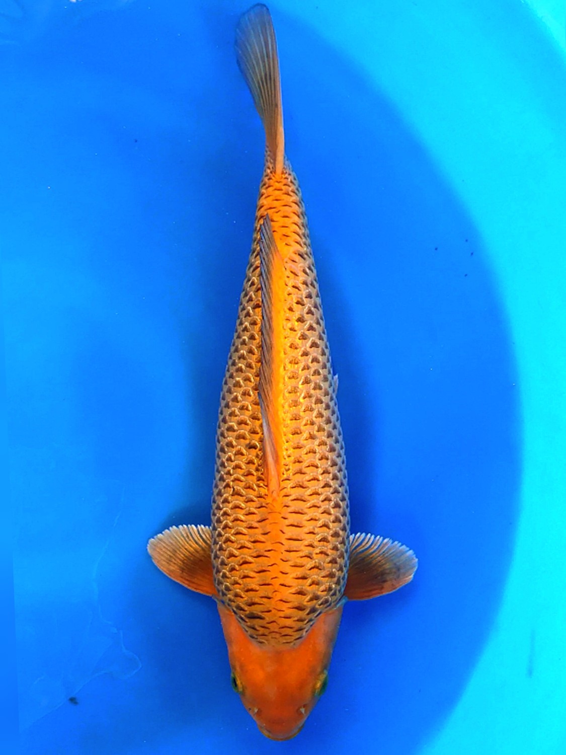 Juara 5