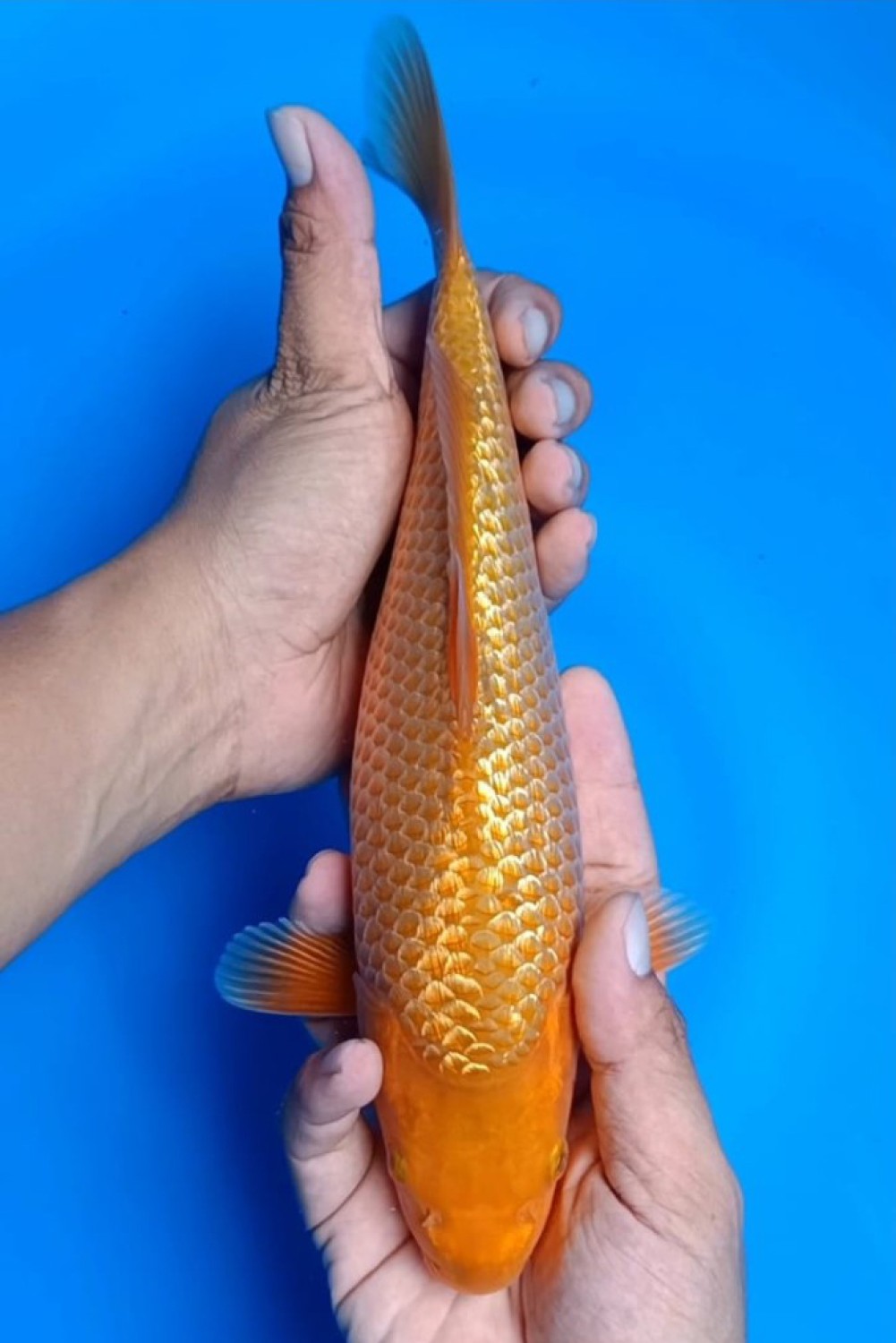 Best In Size E 36 - 40 cm