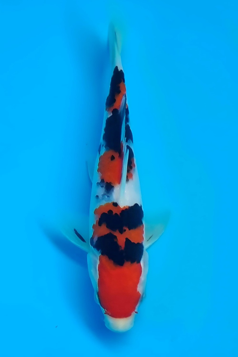 Juara 5