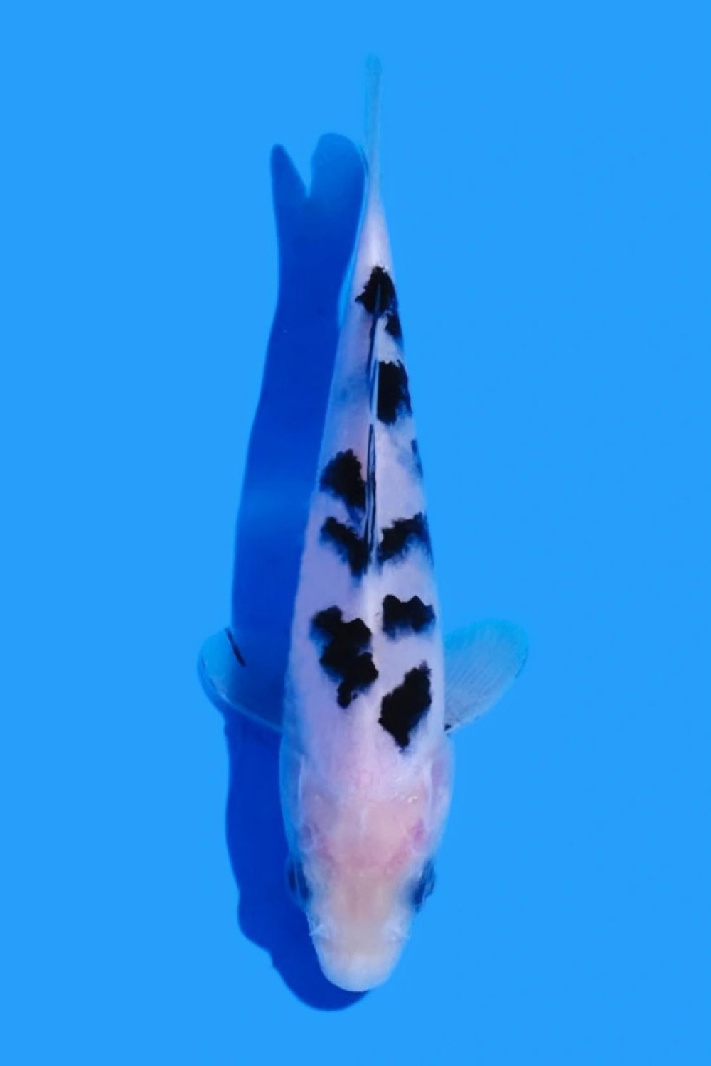 Juara 5