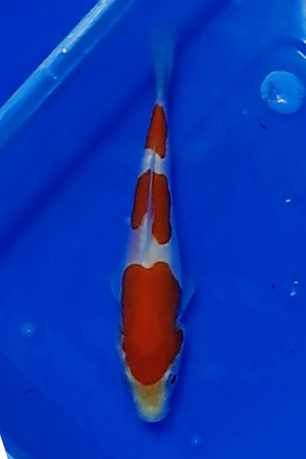Juara 5