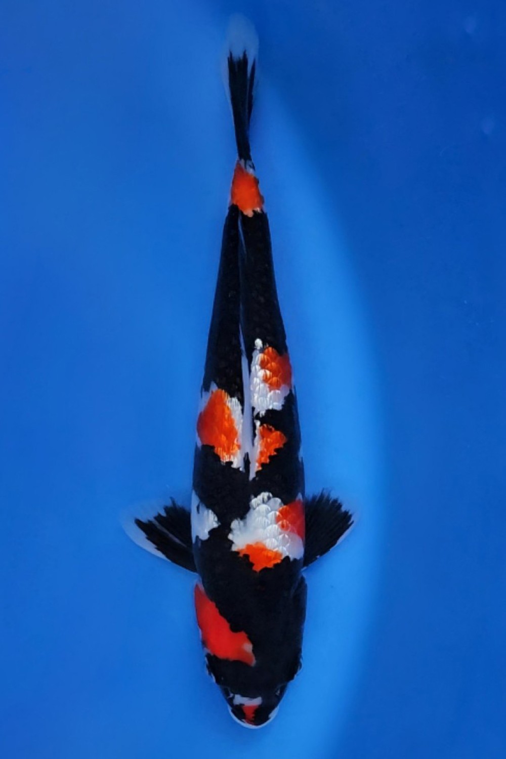 Juara 1