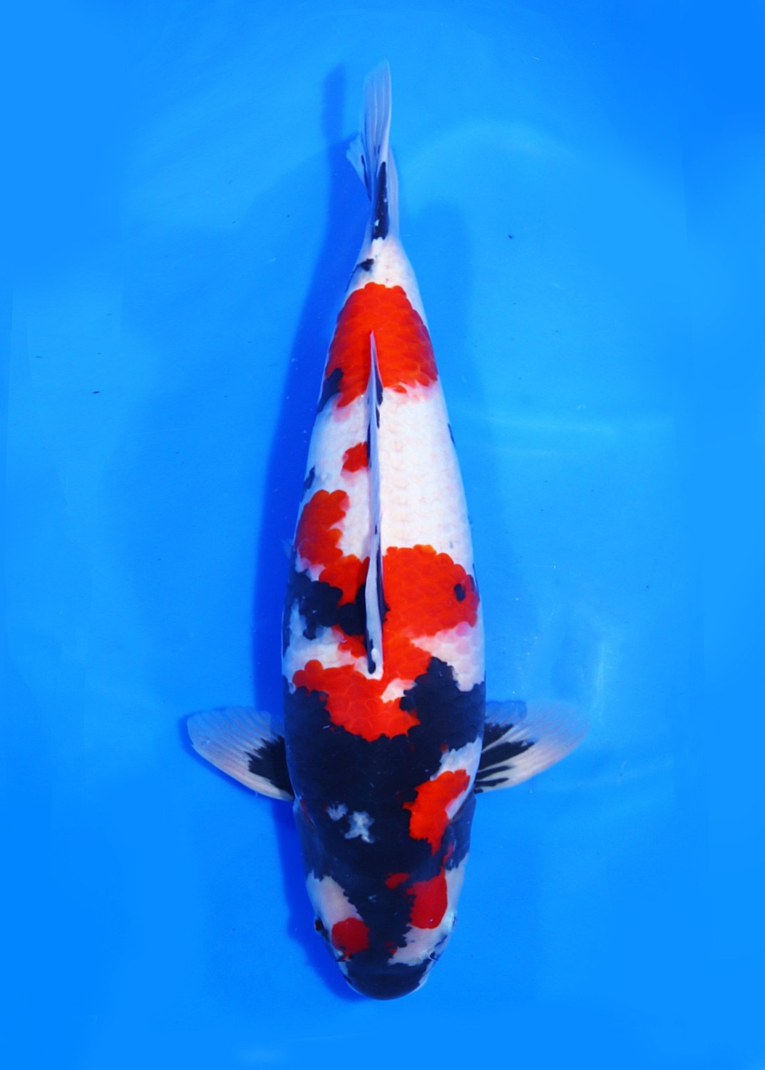 Best In Size A 51 - 55 cm