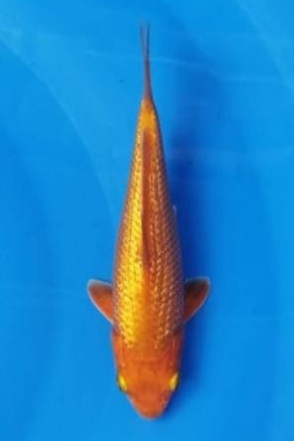 Juara 4