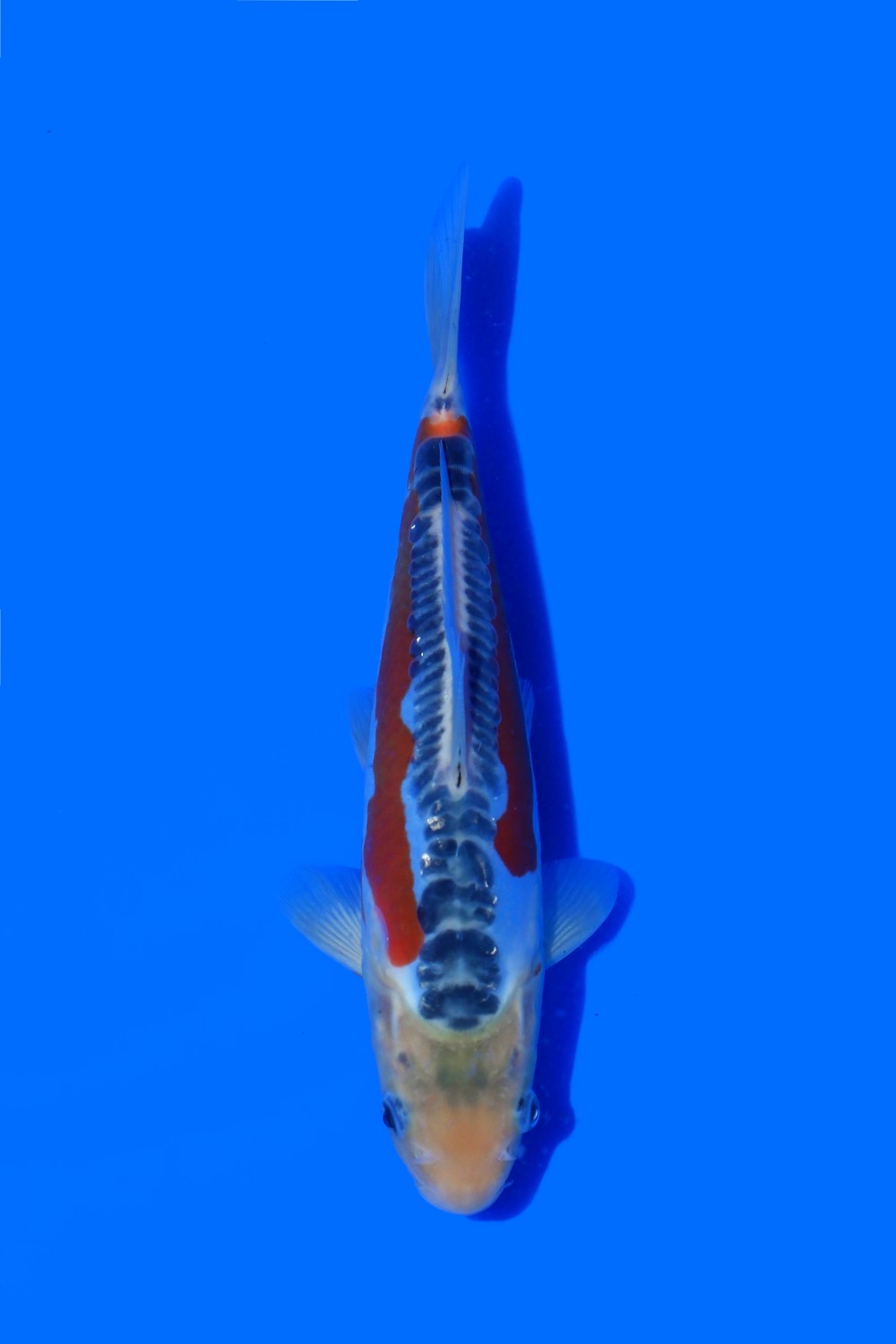 Juara 1