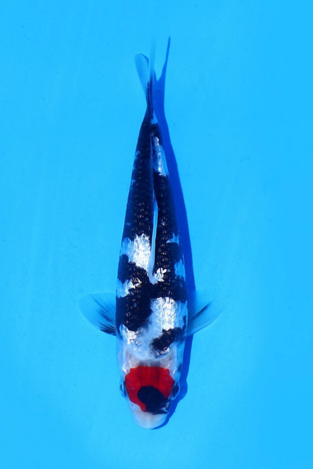 Juara 1